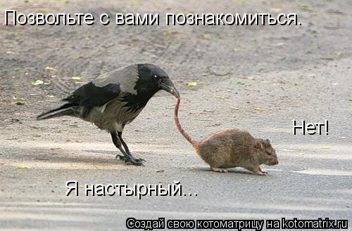 Позвольте с вами познакомиться. Нет. Нет! Я настырный...... Котоматрица: Позвольте с вами познакомиться. Нет. Нет! Я настырный...