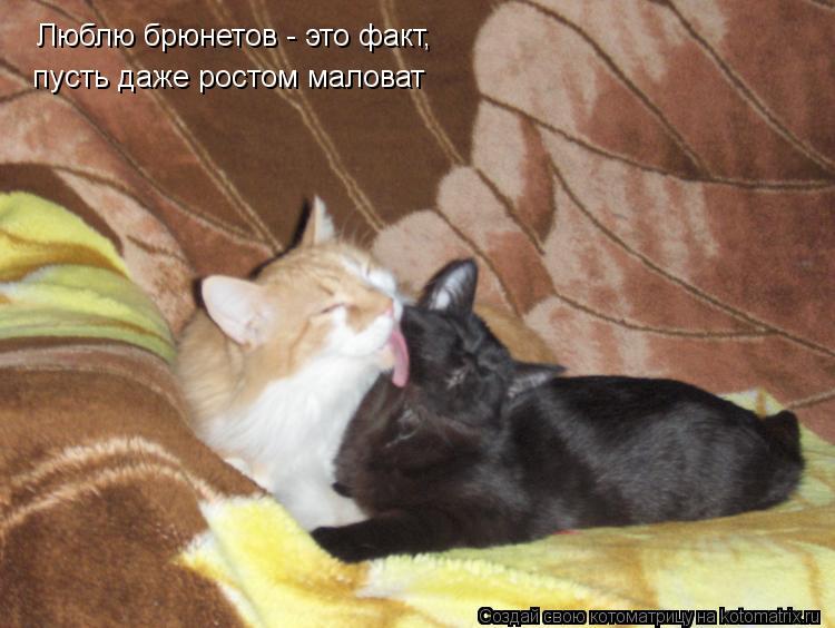Люблю брюнетов - это факт, пусть даже ростом маловат... Котоматрица: Люблю брюнетов - это факт, пусть даже ростом маловат
