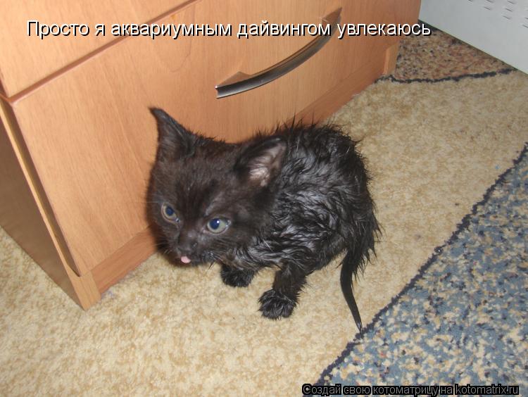 Просто я аквариумным дайвингом увлекаюсь... Котоматрица: Просто я аквариумным дайвингом увлекаюсь