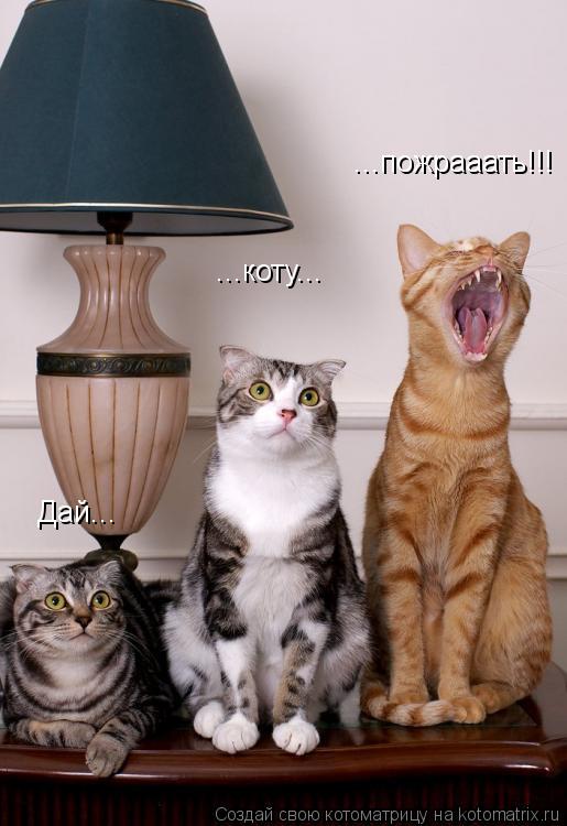 Дай... ...коту... ...пожрааать!!!... Котоматрица: Дай... ...коту... ...пожрааать!!!