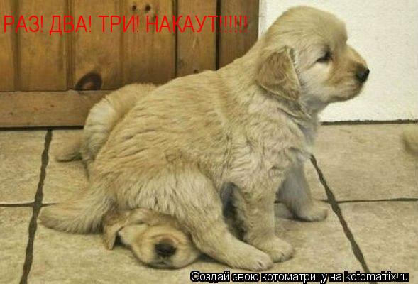 РАЗ! ДВА! ТРИ! НАКАУТ!!!!!!... Котоматрица: РАЗ! ДВА! ТРИ! НАКАУТ!!!!!!