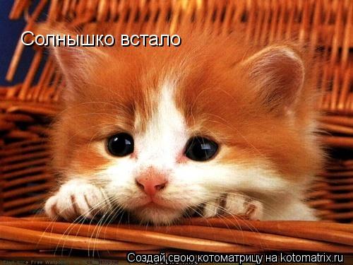Солнышко встало... Котоматрица: Солнышко встало