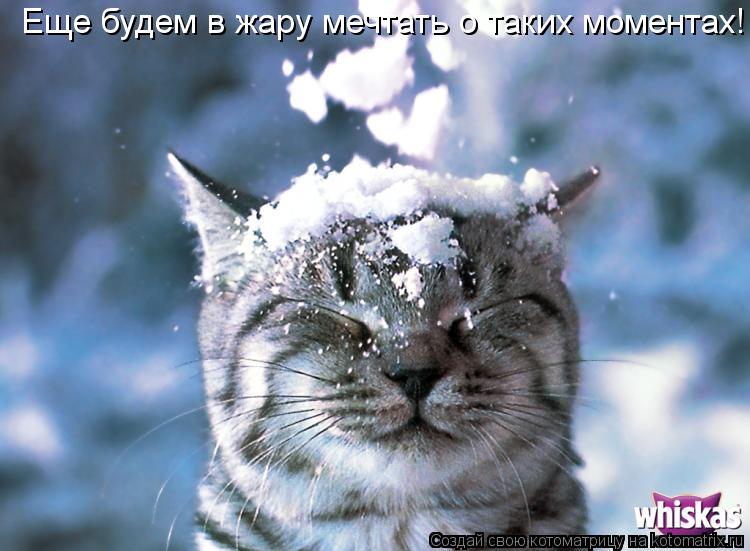 Еще будем в жару мечтать о таких моментах!... Котоматрица: Еще будем в жару мечтать о таких моментах!
