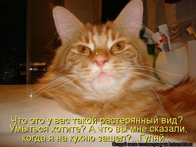 Умыться хотите? А что вы мне сказали, когда я на кухню зашел?...Гуляй... Что это у вас такой растерян... Котоматрица: Умыться хотите? А что вы мне сказали, когда я на кухню зашел?...Гуляй... Что это у вас такой растерянный вид?