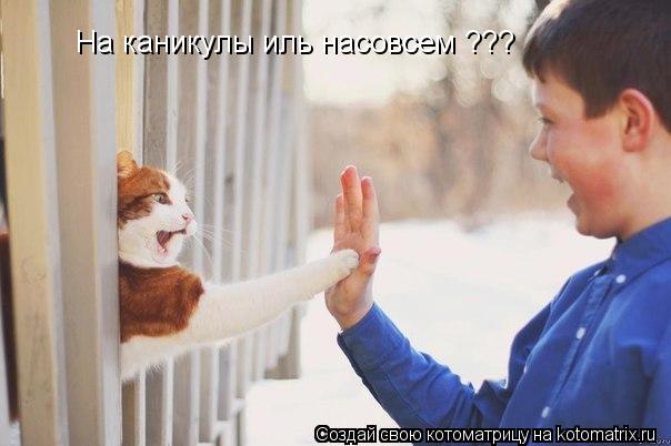 На каникулы иль насовсем ???... Котоматрица: На каникулы иль насовсем ???