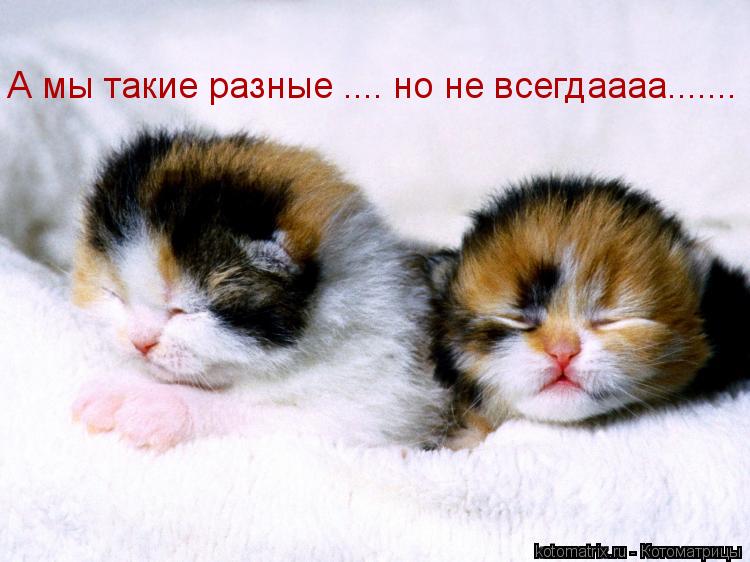 А мы такие разные .... но не всегдаааа.......... Котоматрица: А мы такие разные .... но не всегдаааа.......