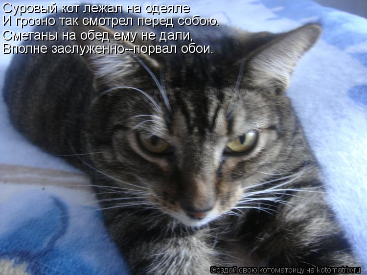 Суровый кот лежал на одеяле Сметаны на обед ему не дали, И грозно так смотрел перед собою. Вполне зас... Котоматрица: Суровый кот лежал на одеяле Сметаны на обед ему не дали, И грозно так смотрел перед собою. Вполне заслуженно--порвал обои.