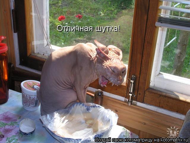 Отличная шутка!... Котоматрица: Отличная шутка!