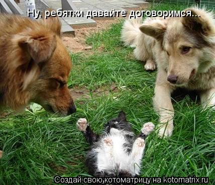 Ну, ребятки давайте договоримся...... Котоматрица: Ну, ребятки давайте договоримся...