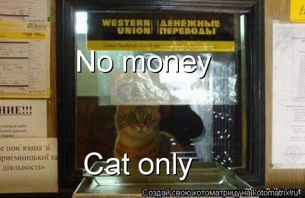 No money Cat only... Котоматрица: No money Cat only