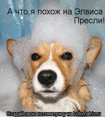 А что,я похож на Элвиса Пресли!... Котоматрица: А что,я похож на Элвиса Пресли!