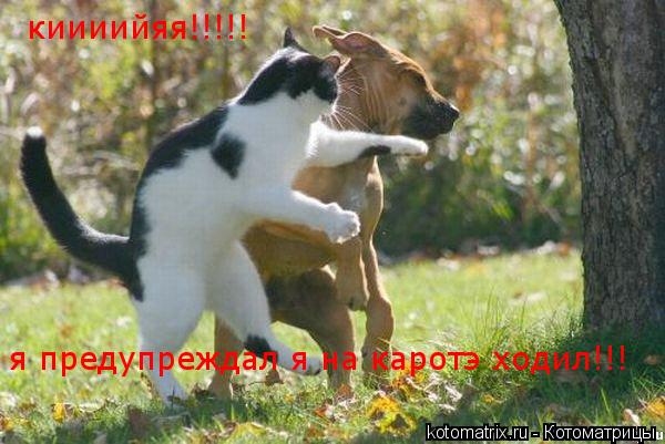я предупреждал я на каротэ ходил!!! киииийяя!!!!!... Котоматрица: я предупреждал я на каротэ ходил!!! киииийяя!!!!!