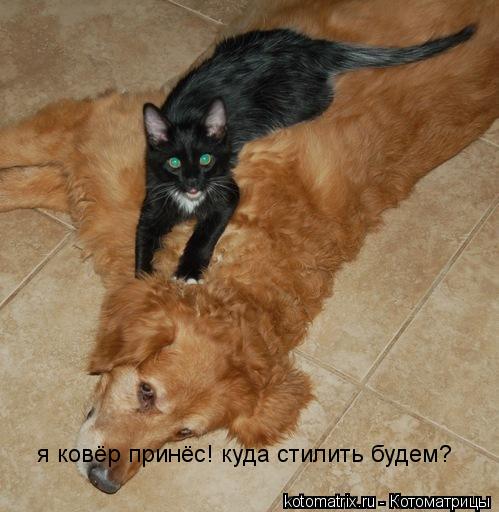 я ковёр принёс! куда стилить будем?... Котоматрица: я ковёр принёс! куда стилить будем?