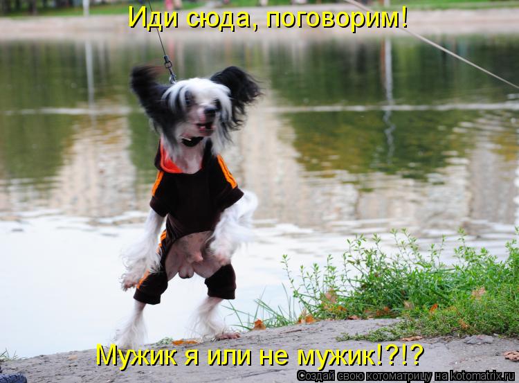 Иди сюда, поговорим! Мужик я или не мужик!?!?... Котоматрица: Иди сюда, поговорим! Мужик я или не мужик!?!?