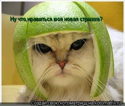 Ну что,нравиться моя новая стрижка?... Котоматрица: Ну что,нравиться моя новая стрижка?