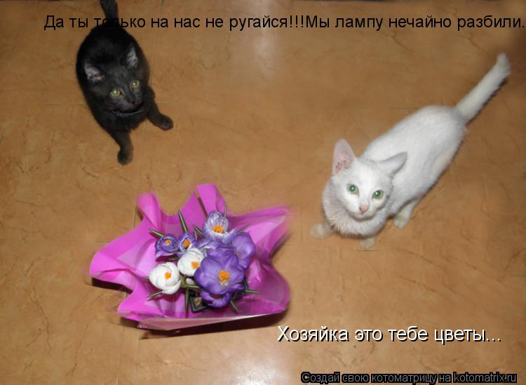Хозяйка это тебе цветы... Да ты только на нас не ругайся!!!Мы лампу нечайно разбили. Да ты только на ... Котоматрица: Хозяйка это тебе цветы... Да ты только на нас не ругайся!!!Мы лампу нечайно разбили. Да ты только на нас не ругайся!!!Мы лампу нечайно разбили.