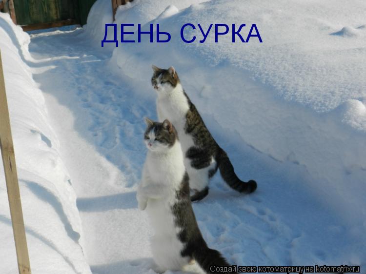 ДЕНЬ СУРКА... Котоматрица: ДЕНЬ СУРКА