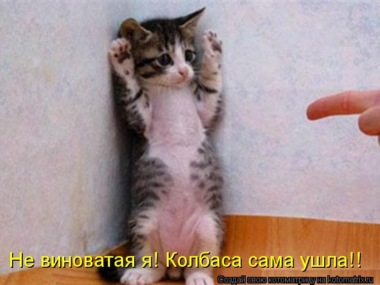 Не виноватая я! Колбаса сама ушла!!... Котоматрица: Не виноватая я! Колбаса сама ушла!!