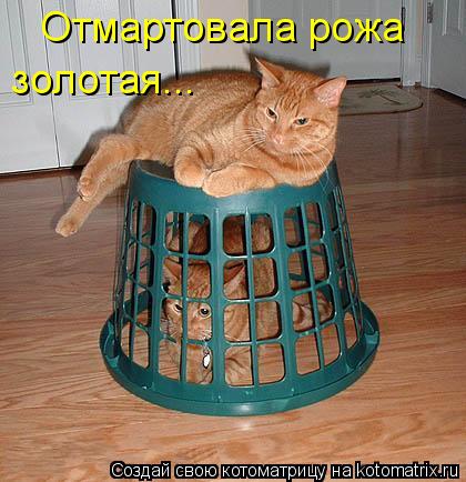 Отмартовала рожа золотая...... Котоматрица: Отмартовала рожа золотая...