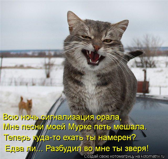 Всю ночь сигнализация орала, Мне песни моей Мурке петь мешала. Теперь куда-то ехать ты намерен? Едва ... Котоматрица: Всю ночь сигнализация орала, Мне песни моей Мурке петь мешала. Теперь куда-то ехать ты намерен? Едва ли... Разбудил во мне ты зверя!