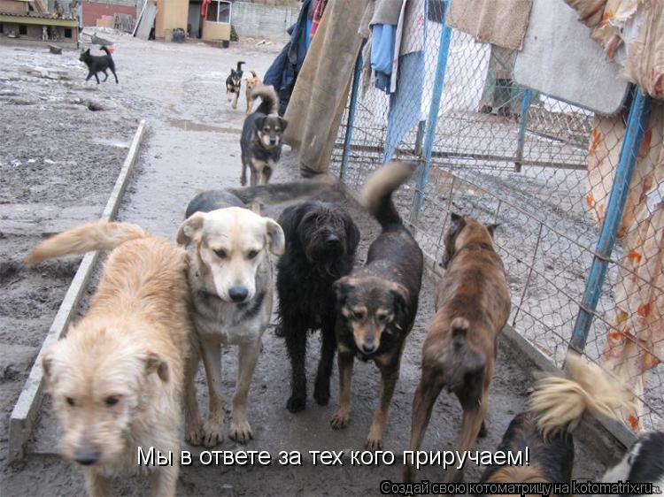 Мы в ответе за тех кого приручаем!... Котоматрица: Мы в ответе за тех кого приручаем!