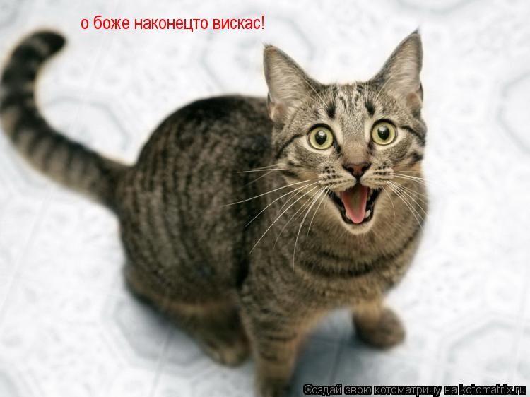 о боже наконецто вискас!... Котоматрица: о боже наконецто вискас!