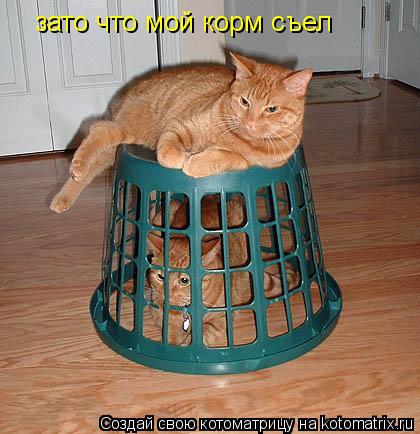 зато что мой корм съел... Котоматрица: зато что мой корм съел