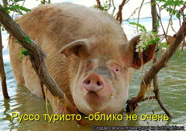 Руссо туристо -облико не очень... Котоматрица: Руссо туристо -облико не очень