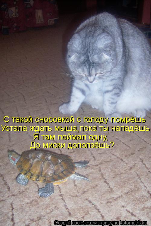 С такой сноровкой с голоду помрёшь Устала ждать мыша,пока ты нападёшь Я там поймал одну, До миски доп... Котоматрица: С такой сноровкой с голоду помрёшь Устала ждать мыша,пока ты нападёшь Я там поймал одну, До миски доползёшь?