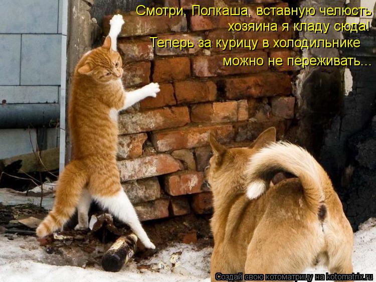 Смотри, Полкаша, вставную челюсть хозяина я кладу сюда! Теперь за курицу в холодильнике можно не пе... Котоматрица: Смотри, Полкаша, вставную челюсть хозяина я кладу сюда! Теперь за курицу в холодильнике можно не переживать...