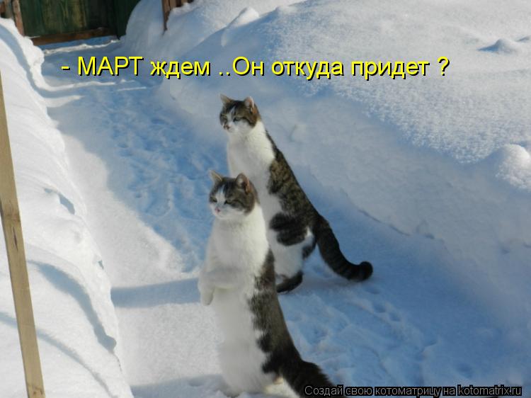 - МАРТ ждем ..Он откуда придет ?... Котоматрица: - МАРТ ждем ..Он откуда придет ?