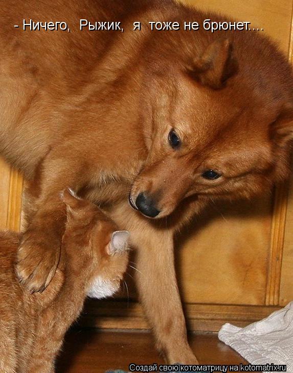 - Ничего, Рыжик, я тоже не брюнет....... Котоматрица: - Ничего, Рыжик, я тоже не брюнет....