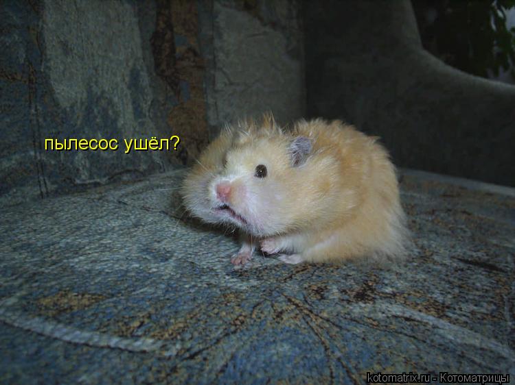 пылесос ушёл?... Котоматрица: пылесос ушёл?