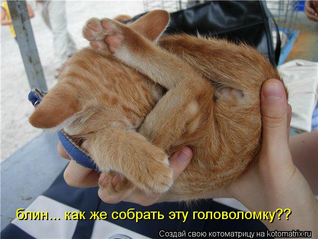 Котоматрица: блин... как же собрать эту головоломку??