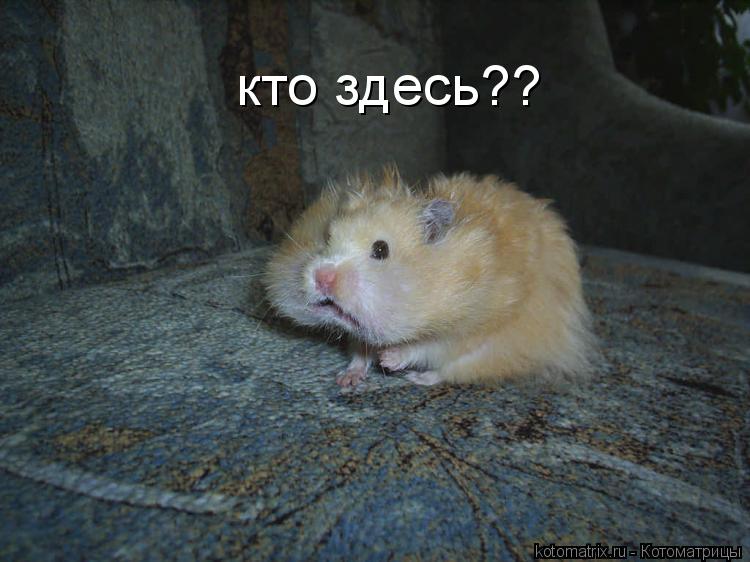кто здесь??... Котоматрица: кто здесь??