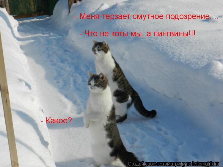 - Меня терзает смутное подозрение.... - Какое? - Что не коты мы, а пингвины!!!... Котоматрица: - Меня терзает смутное подозрение.... - Какое? - Что не коты мы, а пингвины!!!