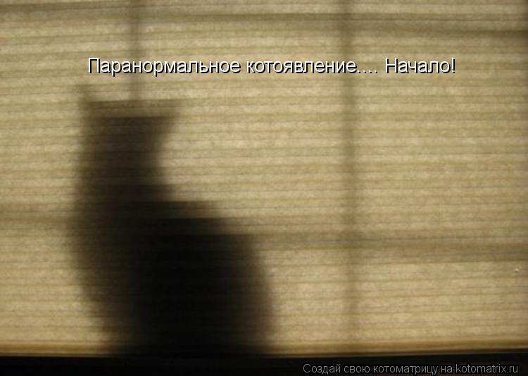 Паранормальное котоявление.... Начало!... Котоматрица: Паранормальное котоявление.... Начало!