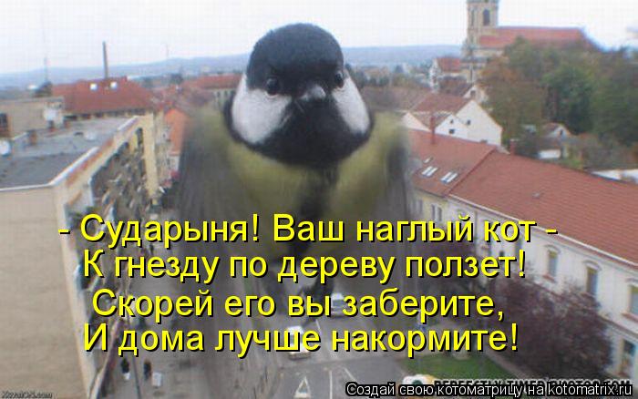 - Сударыня! Ваш наглый кот - К гнезду по дереву ползет! Скорей его вы заберите, И дома лучше накорми... Котоматрица: - Сударыня! Ваш наглый кот - К гнезду по дереву ползет! Скорей его вы заберите, И дома лучше накормите!