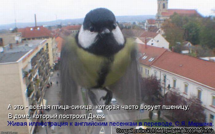 А это - всёлая птица-синица, которая часто ворует пшеницу, В доме, который построил Джек. Живая иллюс... Котоматрица: А это - всёлая птица-синица, которая часто ворует пшеницу, В доме, который построил Джек. Живая иллюстрация к английским песенкам в переводе,
