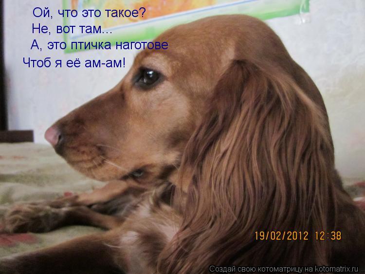 Котоматрица: Ой, что это такое? Не, вот там... А, это птичка наготове   Чтоб я её ам-ам!