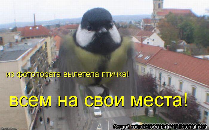 Котоматрица: из фотопората вылетела птичка! всем на свои места!