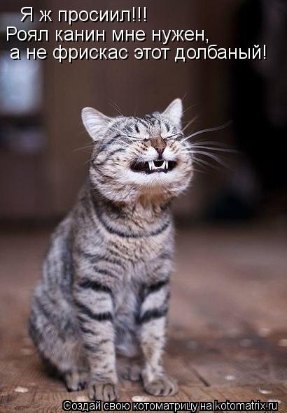 Котоматрица: Я ж просиил!!! Роял канин мне нужен, а не фрискас этот долбаный!