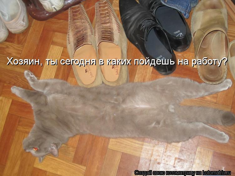 Котоматрица: Хозяин, ты сегодня в каких пойдешь на работу?