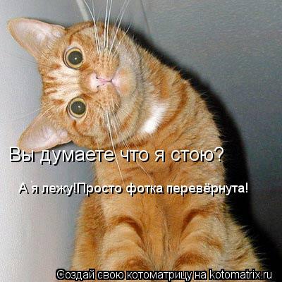 Котоматрица: Вы думаете что я стою? А я лежу!Просто фотка перевёрнута!