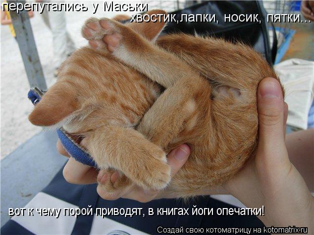 Котоматрица: перепутались у Маськи  хвостик,лапки, носик, пятки... вот к чему порой приводят, в книгах йоги опечатки!