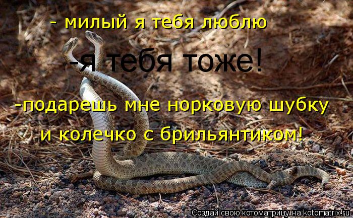 Котоматрица: -я тебя тоже! -подарешь мне норковую шубку - милый я тебя люблю и колечко с брильянтиком!
