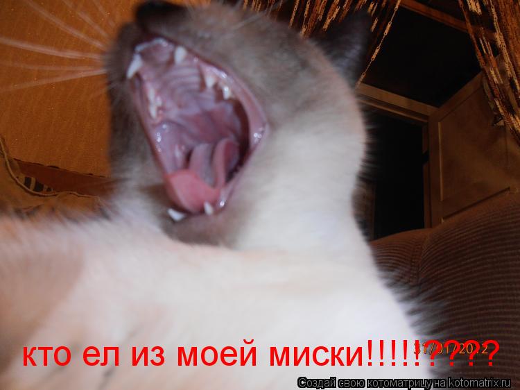 Котоматрица: кто ел из моей миски!!!!!????