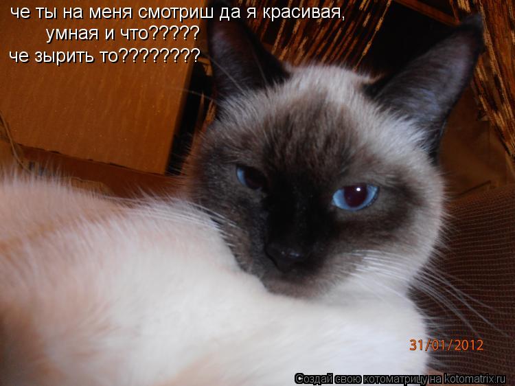 Котоматрица: че ты на меня смотриш да я красивая, умная и что????? че зырить то????????