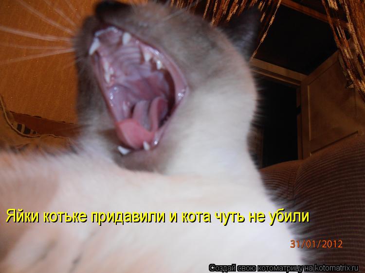 Котоматрица: Яйки котьке придавили и кота чуть не убили