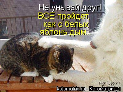 Не унывай,друг! ВСЕ пройдет, как с белых яблонь дым..... Котоматрица: Не унывай,друг! ВСЕ пройдет, как с белых яблонь дым..